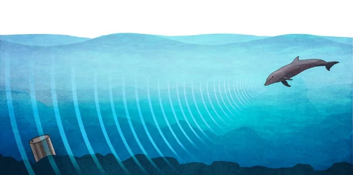 cá heo sử dụng sóng siêu âm như thế nào