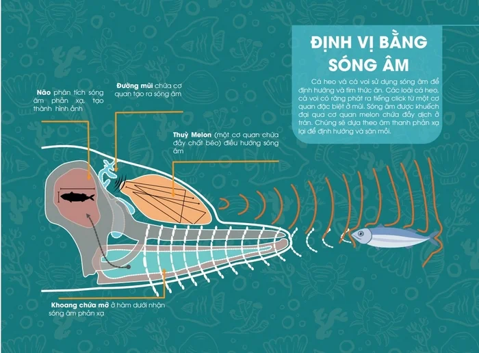 Cách cá heo sử dụng sóng siêu âm để định vị môi trường xung quanh