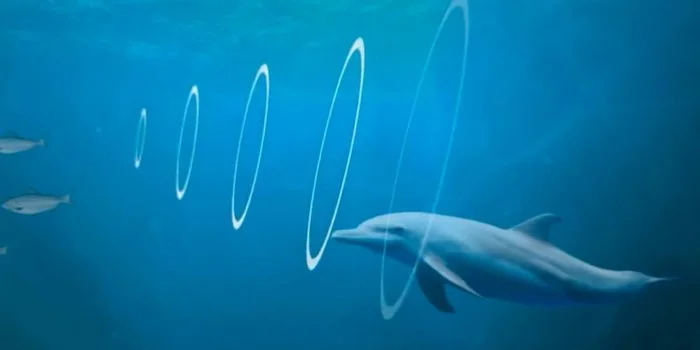 Cấu trúc giải phẫu đặc biệt của cá heo khiến chúng có khả năng siêu âm tài tình